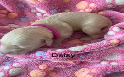 Goldendoodle dogs for sale: Goldendoodle 7 puppies - Image 6