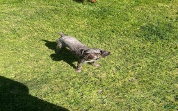 Toy Poodle dogs for sale: Ozzy - Image 4