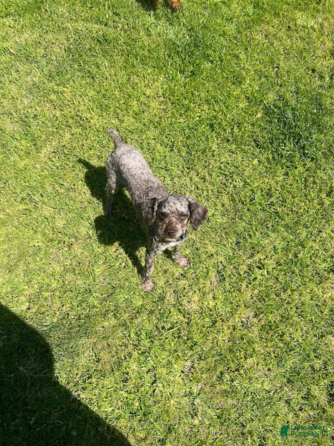 Toy Poodle dogs for sale: Ozzy - Image 4