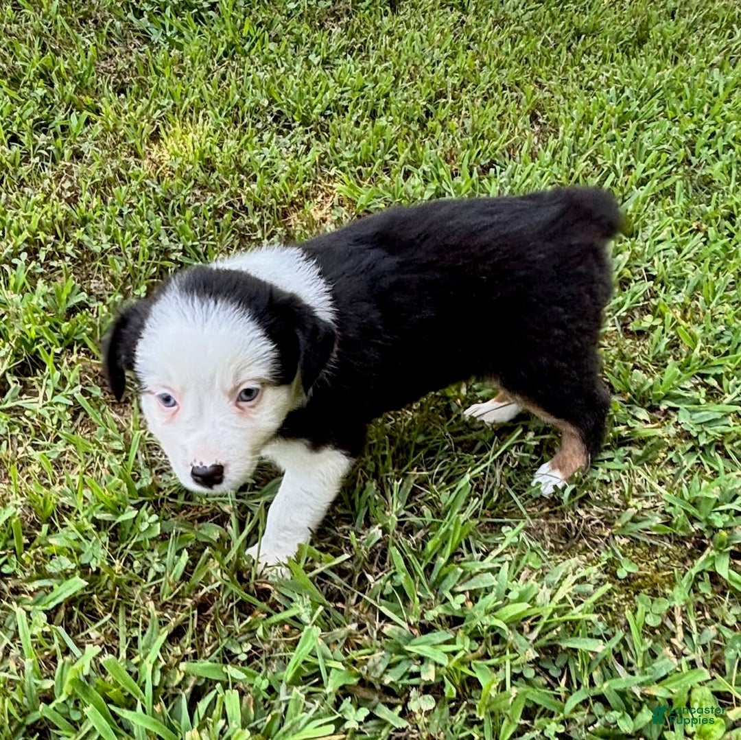 Australian Shepherd dogs for sale: Lilly - Image 1