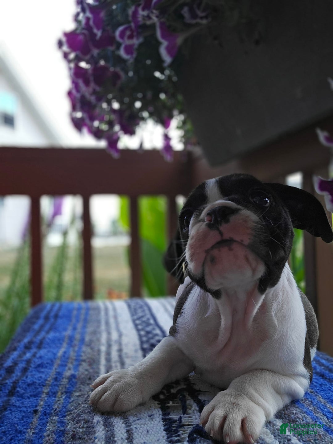 English Bulldog dogs for sale: Mack - Image 1