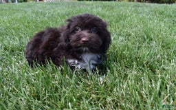 Havapoo dogs for sale: Abbie - Image 11