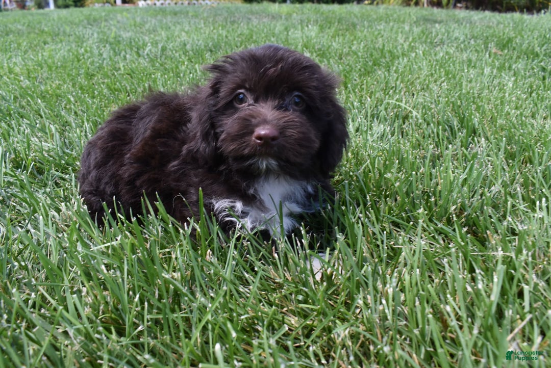 Havapoo dogs for sale: Abbie - Image 11