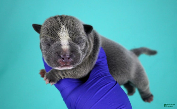 American Bully dogs for sale - Ad 4