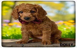 Goldendoodle dogs for sale: Dolly Orange Collar - Image 2