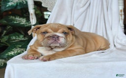 English Bulldog dogs for sale: Roscoe - Image 2