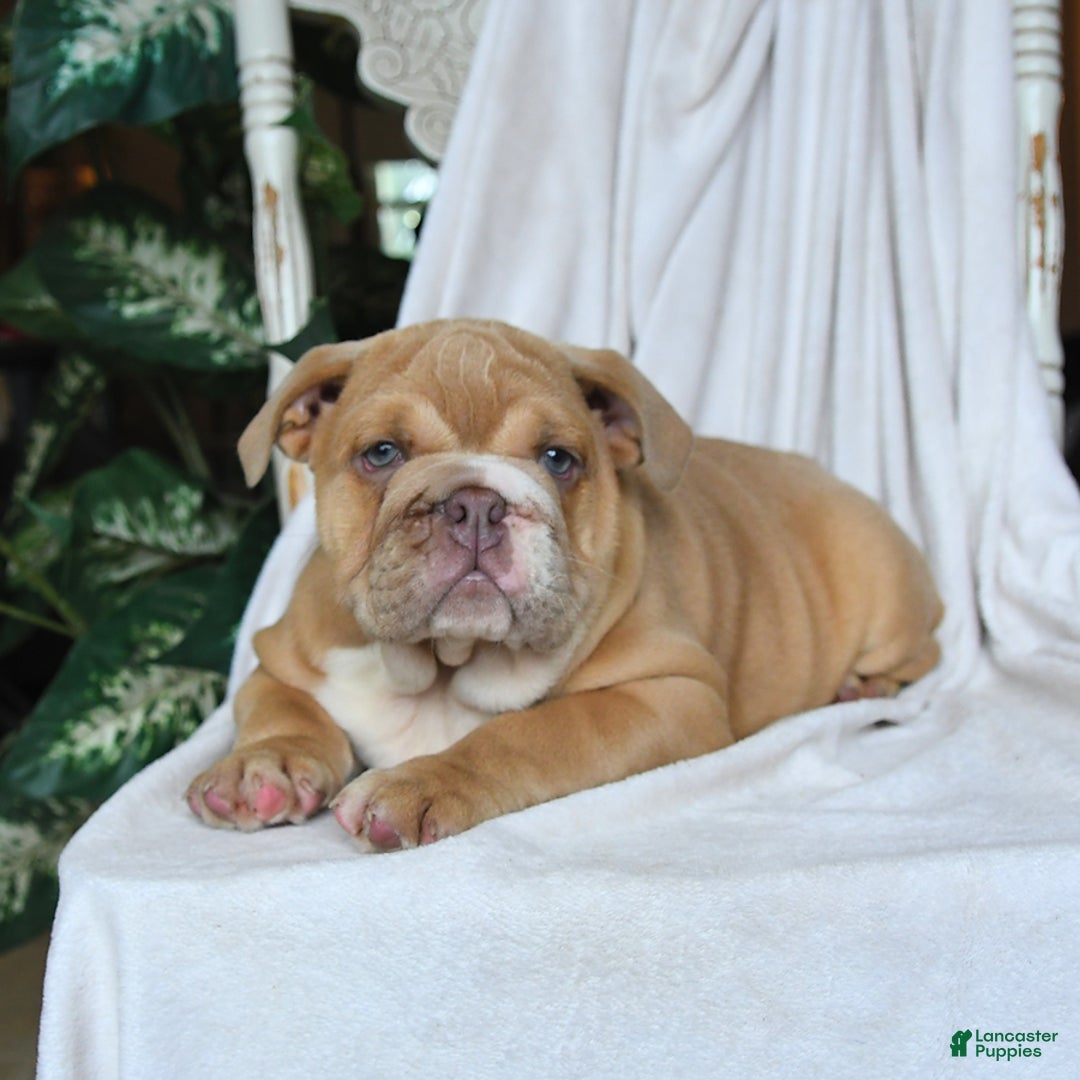 English Bulldog dogs for sale: Roscoe - Image 2