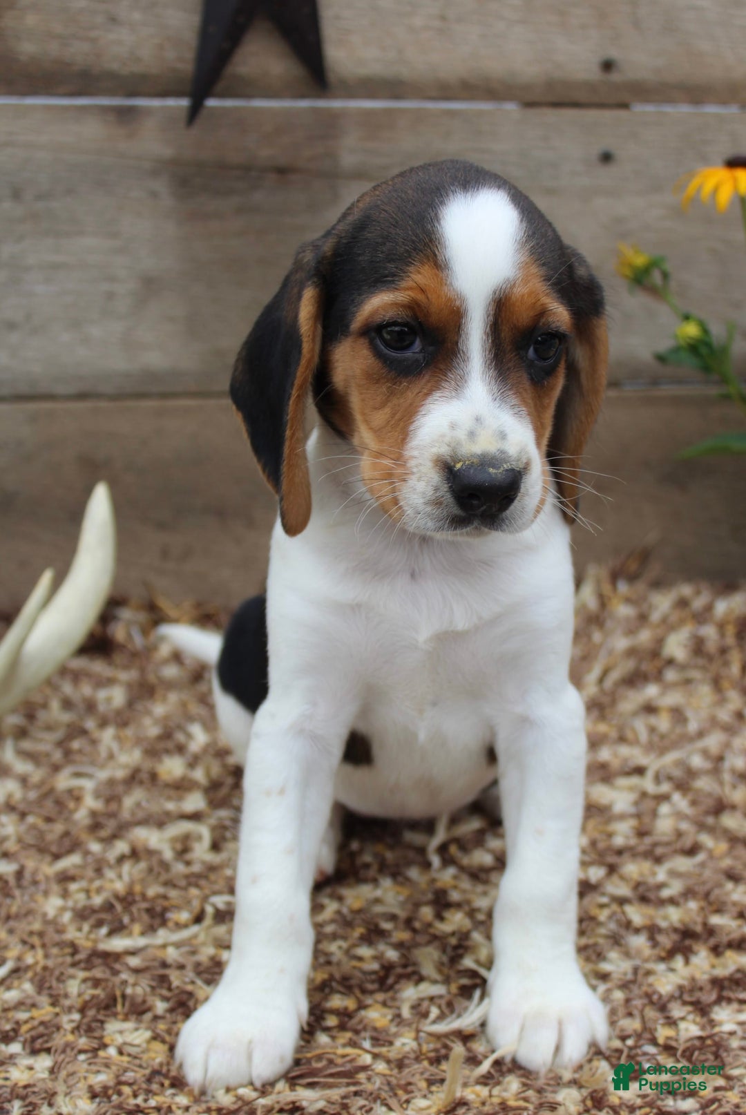 Beagle dogs for sale: Lilly - Image 5
