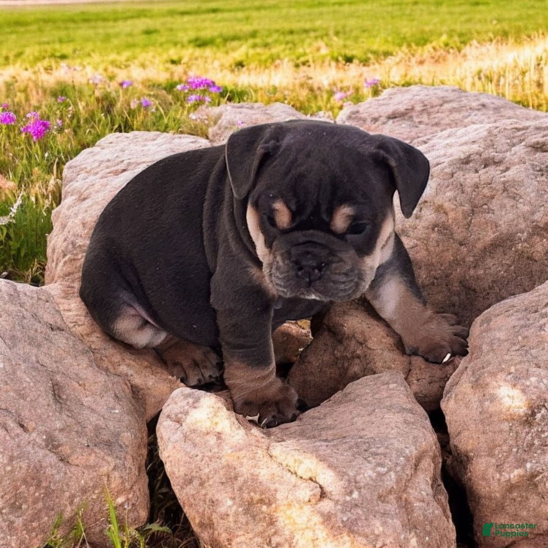 English Bulldog dogs for sale: Blue - Image 7