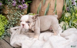 French Bulldog dogs for sale: Legend - Image 11