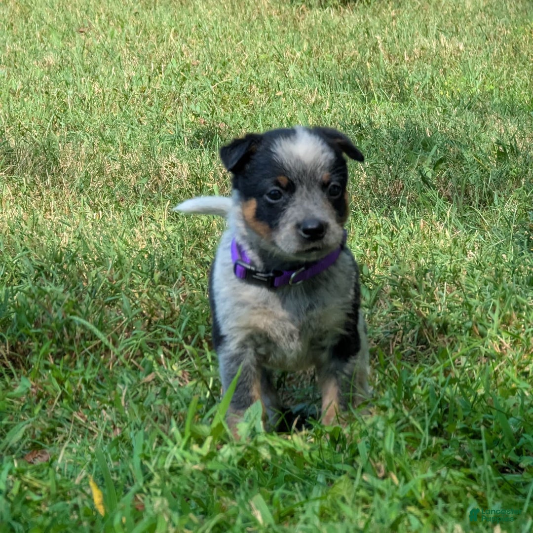 Australian Cattle Dog dogs for sale: Candy - Image 4