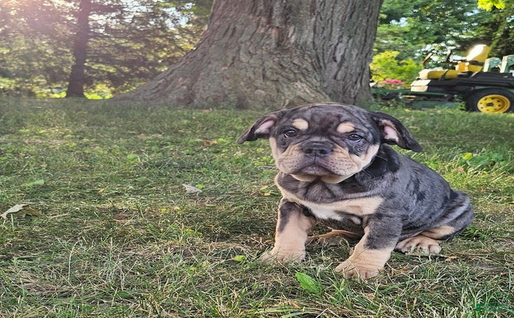English Bulldog dogs for sale - Ad 2