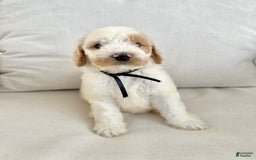 Labradoodle dogs for sale: Sarah - Image 3