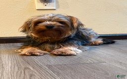 Yorkshire Terrier dogs for sale: Lilo - Image 8
