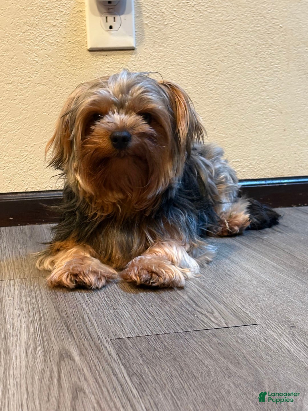Yorkshire Terrier dogs for sale: Lilo - Image 8