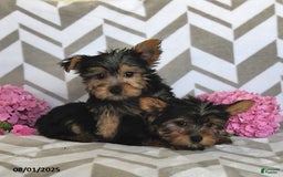 Yorkshire Terrier dogs for sale: Owen - Image 2