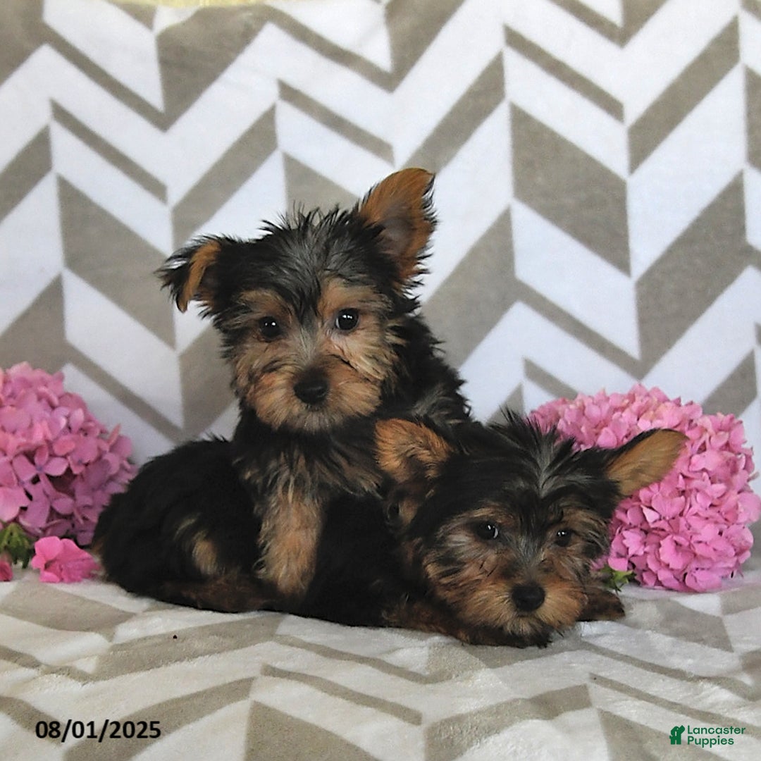 Yorkshire Terrier dogs for sale: Owen - Image 2