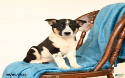 Australian Cattle Dog dogs for sale: Confetti - Image 3