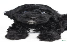 Yorkiepoo dogs for sale: Bingo - Image 9