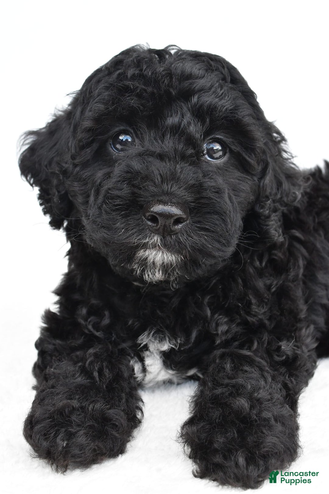 Yorkiepoo dogs for sale: Bingo - Image 9