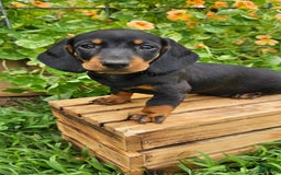 Miniature Dachshund dogs for sale: Max - Image 1