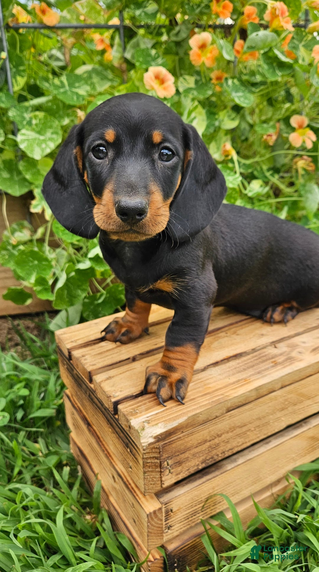 Miniature Dachshund dogs for sale: Max - Image 1