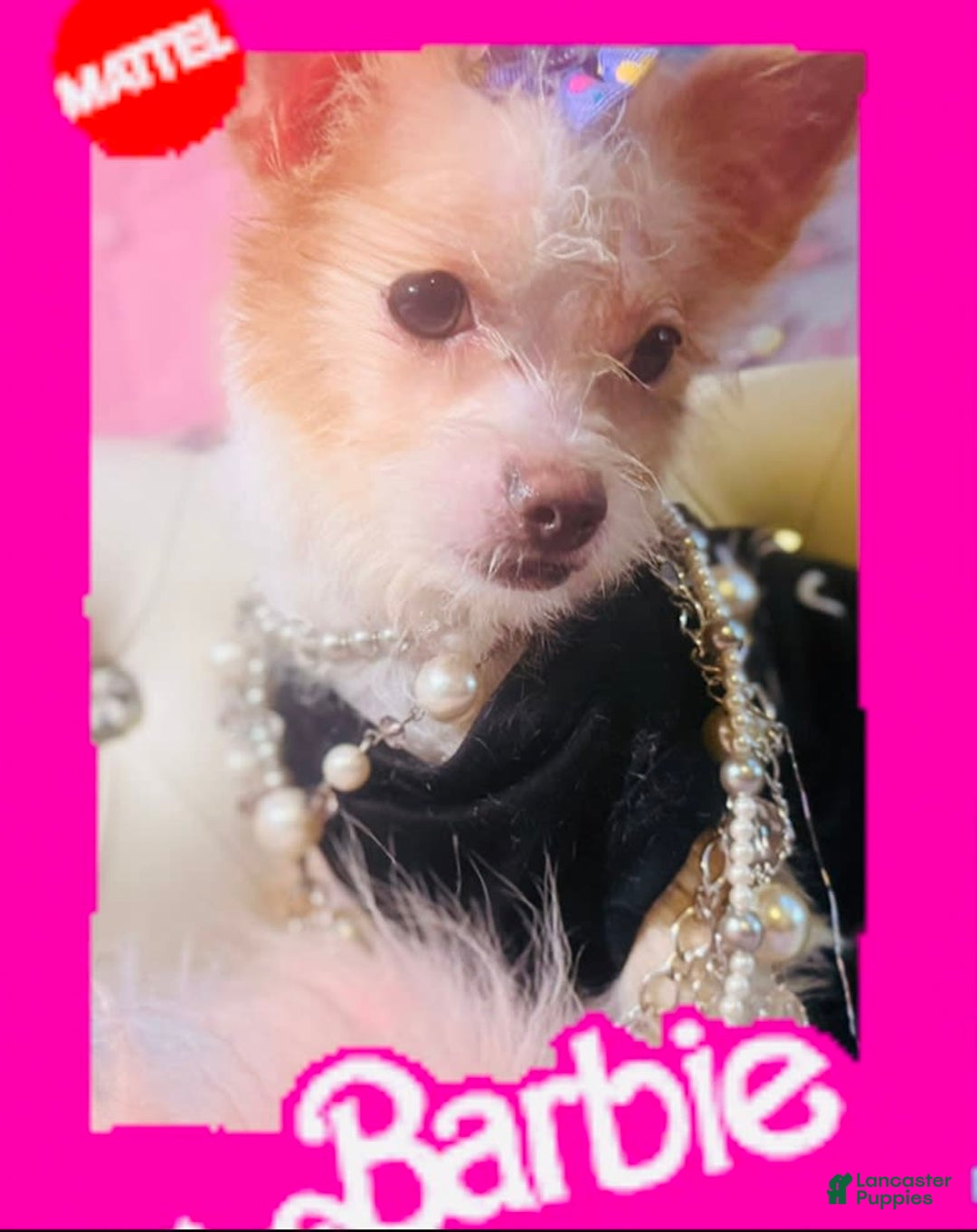 Chipoo dogs for sale: 🍯 Honey B - Image 1