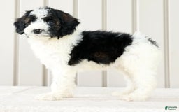 Miniature Poodle dogs for sale: Kolton - Image 8