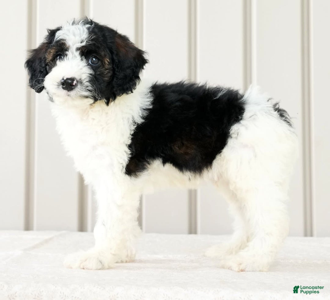Miniature Poodle dogs for sale: Kolton - Image 8