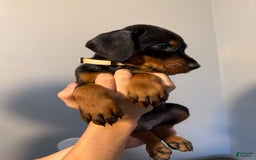 Doberman Pinscher dogs for sale: Brown - Image 11