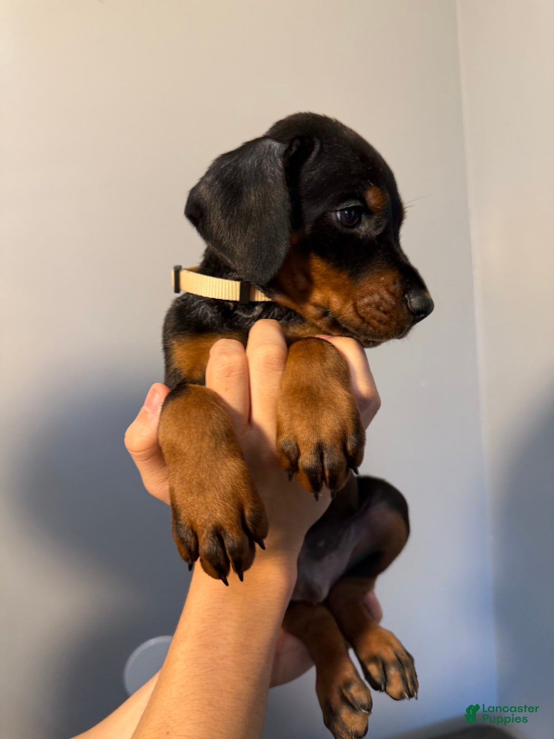 Doberman Pinscher dogs for sale: Brown - Image 11