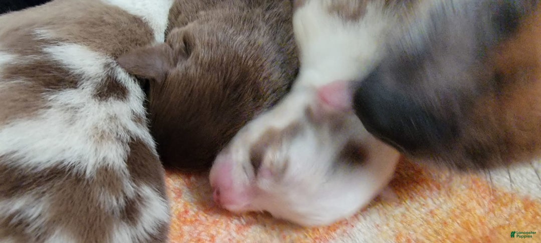 Australian Shepherd dogs for sale: Red Merle Female - Image 1