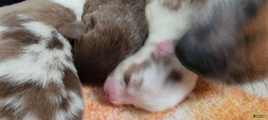 Red Merle Female