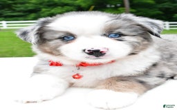 Miniature Australian Shepherd dogs for sale: Jessica - Image 4