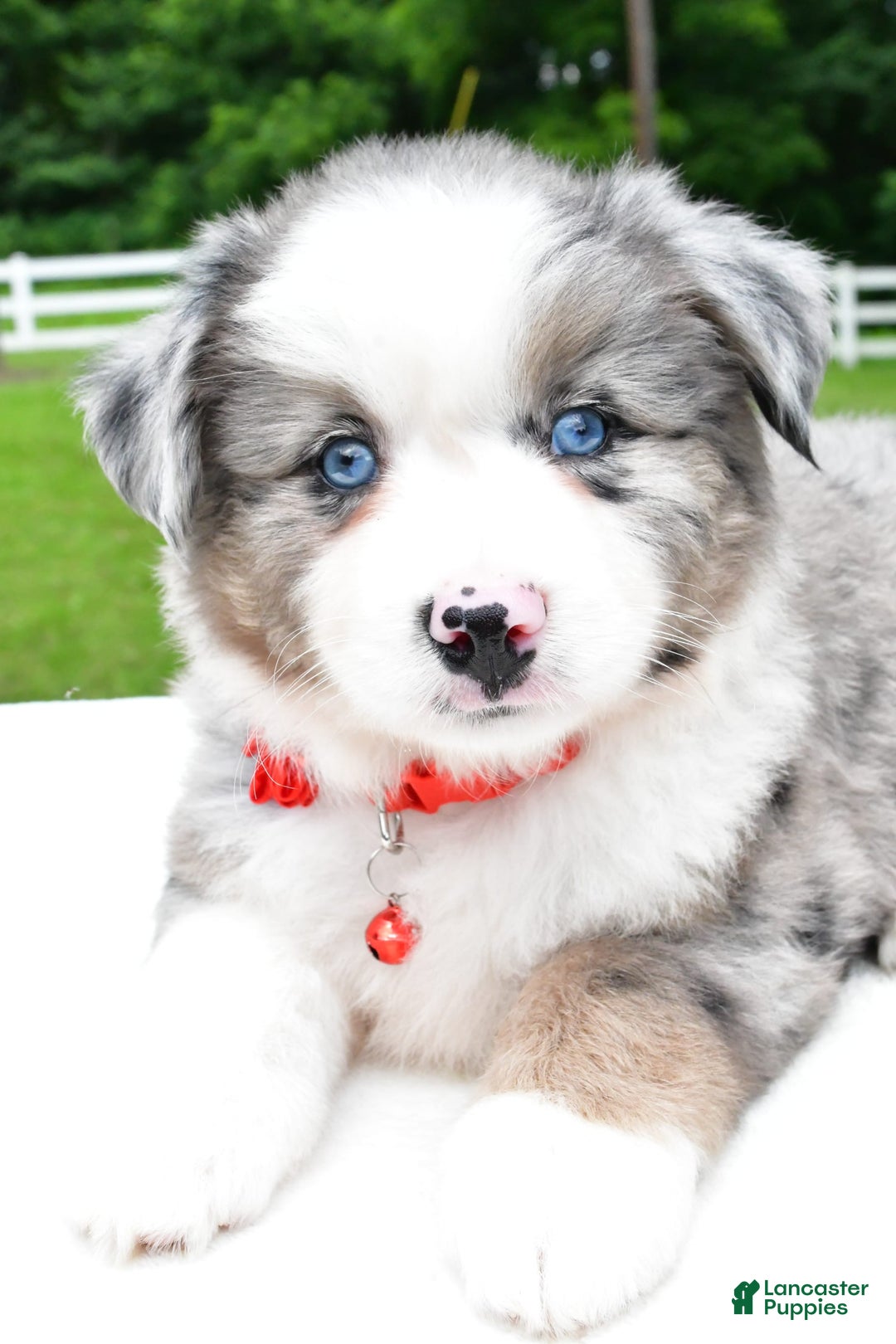 Miniature Australian Shepherd dogs for sale: Jessica - Image 4