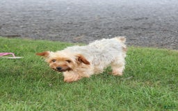 Yorkshire Terrier dogs for sale: Blake - Image 4