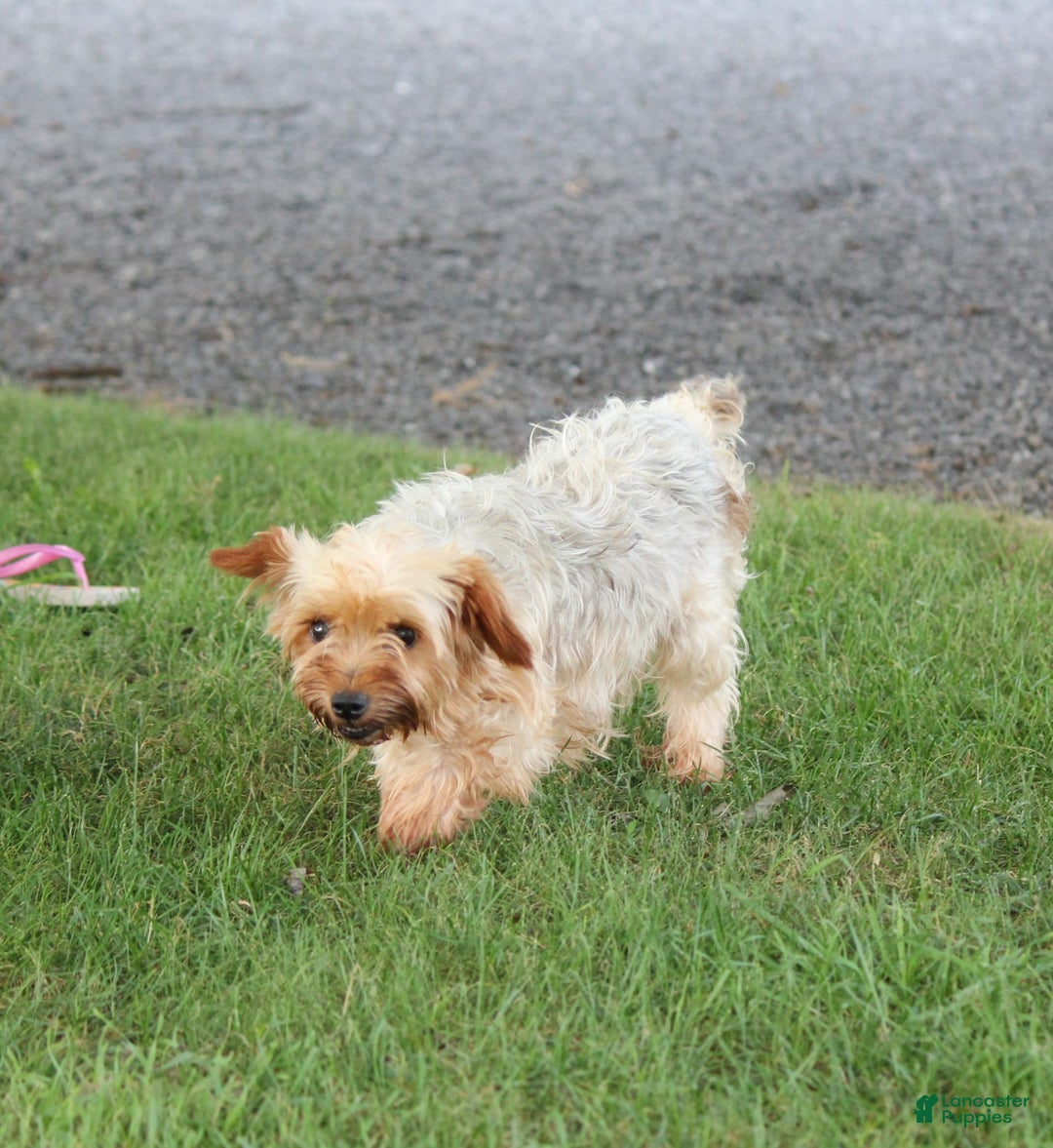 Yorkshire Terrier dogs for sale: Blake - Image 4
