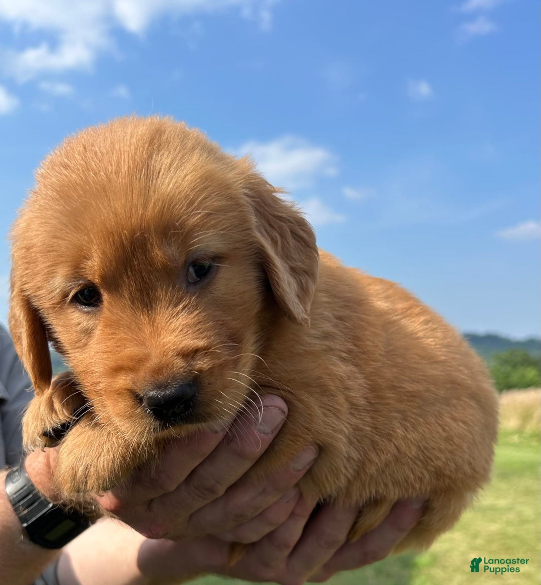 Golden Retriever dogs for sale: Copper - Image 2