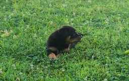 Rottweiler dogs for sale: Ruby - Image 3