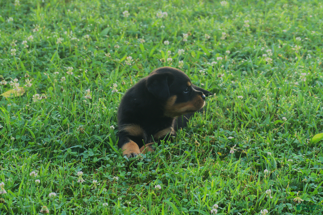 Rottweiler dogs for sale: Ruby - Image 3