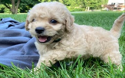 Labradoodle dogs for sale: Maxwell - Image 15