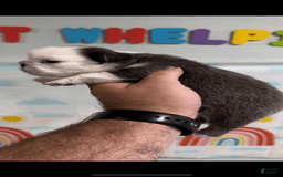 French Bulldog dogs for sale: Fluffy Panda Female - Image 4