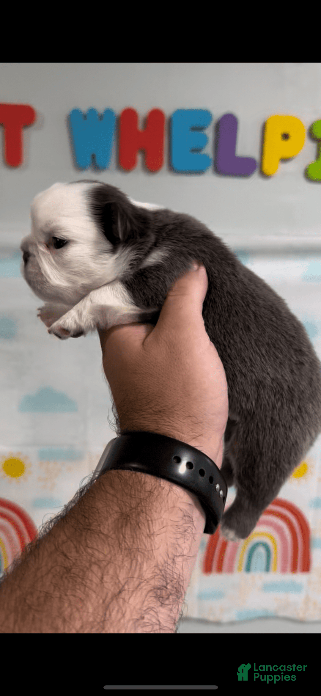 French Bulldog dogs for sale: Fluffy Panda Female - Image 4