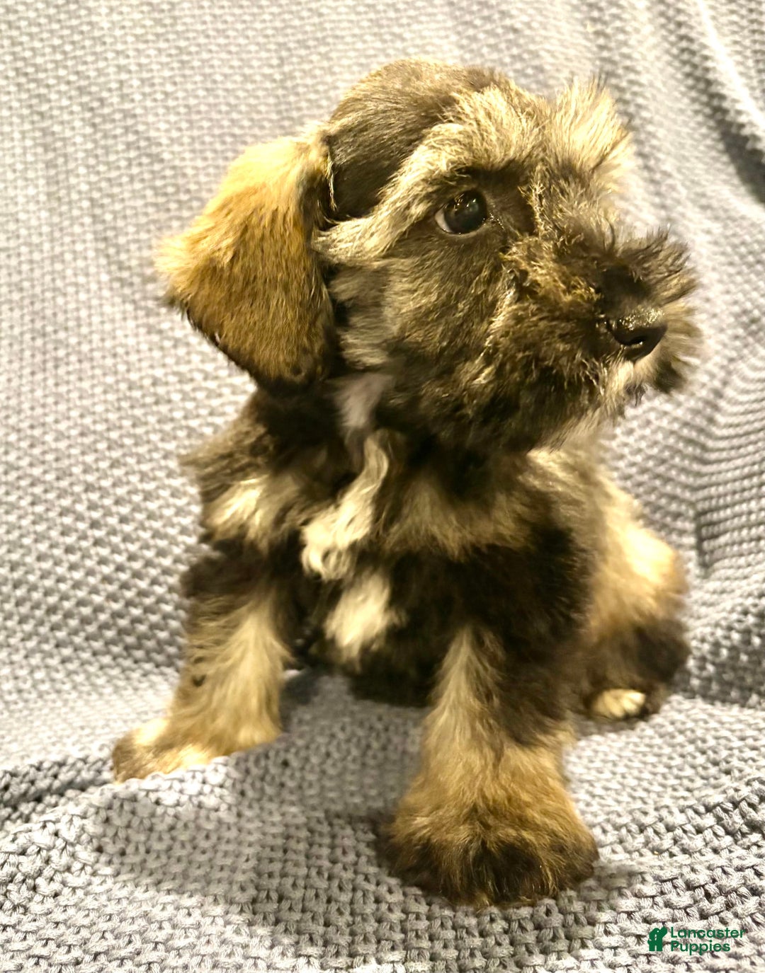 Miniature Schnauzer dogs for sale: Skyland - Image 5