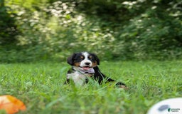Bernese Mountain Dog dogs for sale: Suse - Image 11