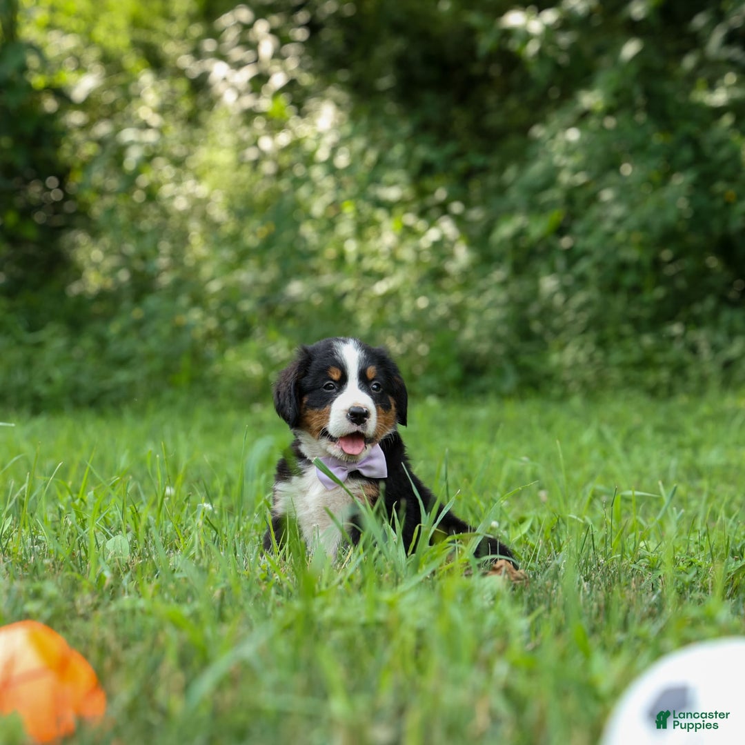 Bernese Mountain Dog dogs for sale: Suse - Image 11