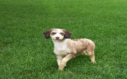 Mini Bernedoodle dogs for sale: Pepper - Image 11