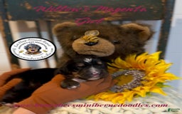 Mini Bernedoodle dogs for sale: Willows Magenta Girl - Image 10
