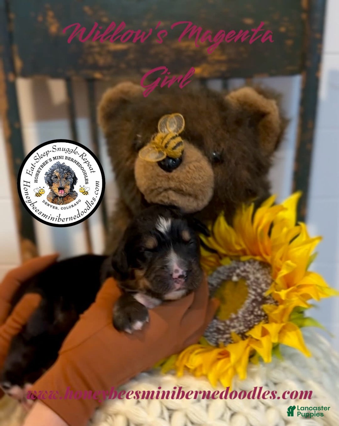 Mini Bernedoodle dogs for sale: Willows Magenta Girl - Image 10