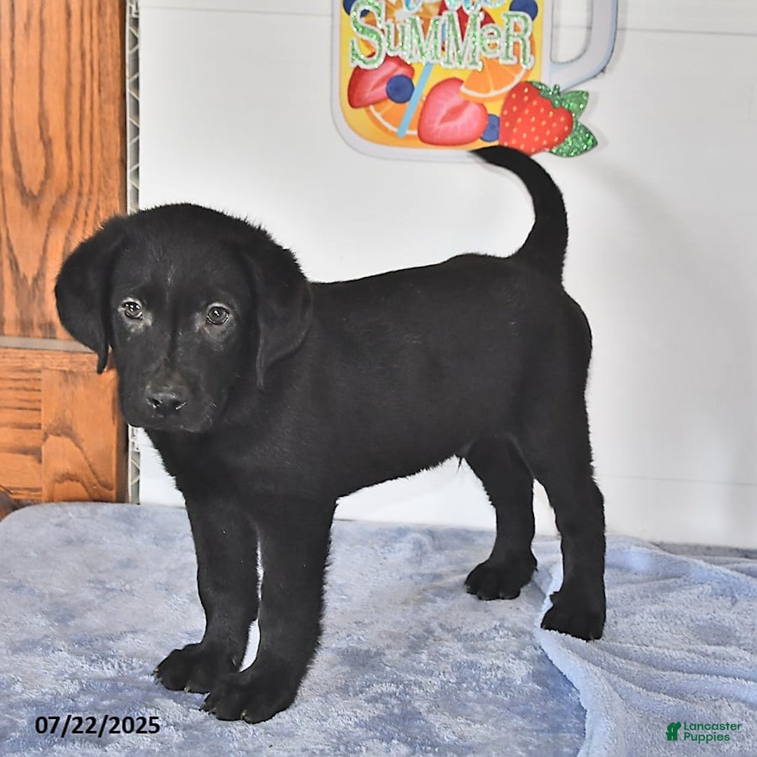 Labrador Retriever dogs for sale: Carter - Image 5